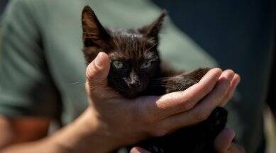 snake, snake island cat, snake island cat Ukraine