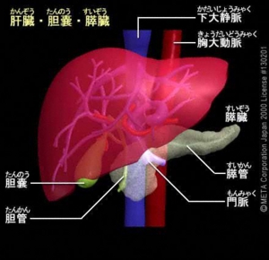 肝臓・胆のう・膵臓.jpg